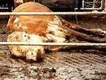 Slurry gas warning follow cattle deaths