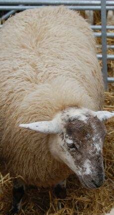 Sheep rustling - fight back