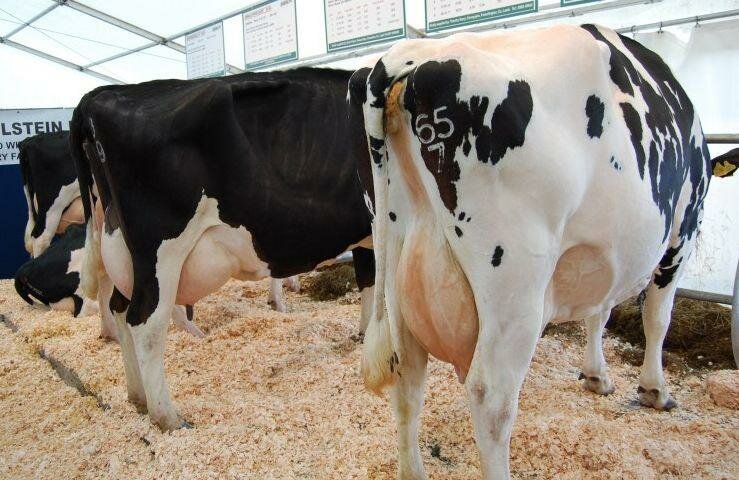 Irish Grasslands Dairy Conference 2013