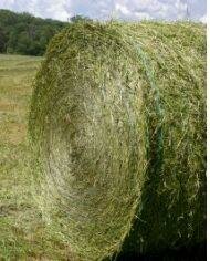 One in five farmers face fodder shortage