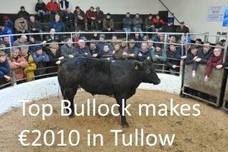 Top Bullock top 2000euros in Tullow
