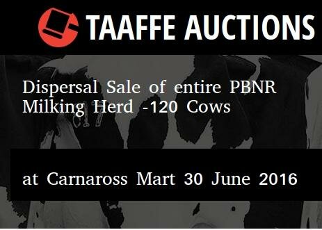Dispersal Sale 120 Cows Caraross 30th June