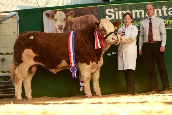 Simmental Champion sells for €6600 in Tullamore