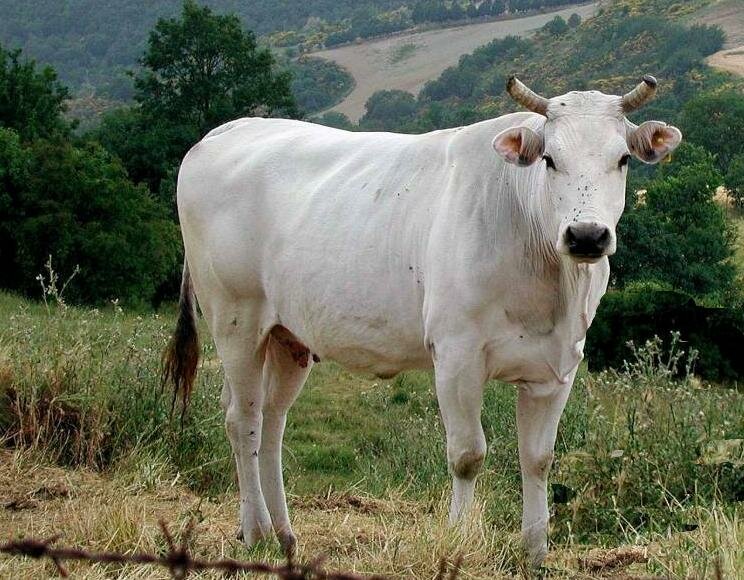 Enormous cattle sold to Emirates