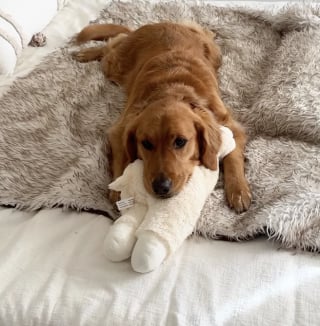 Lola carrying a plush toy