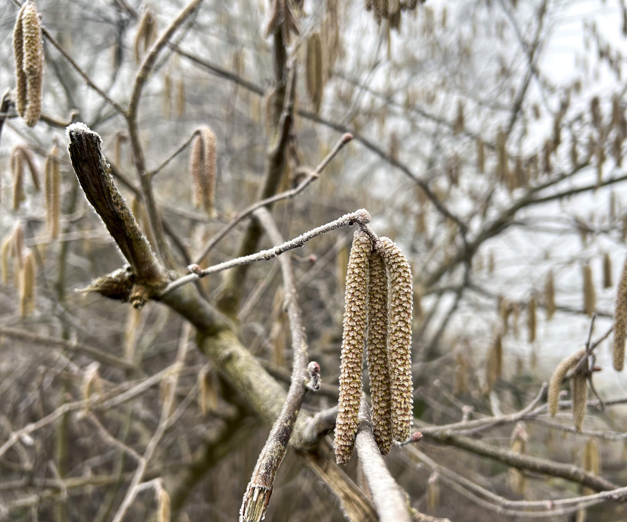 Hazel catkins in winter