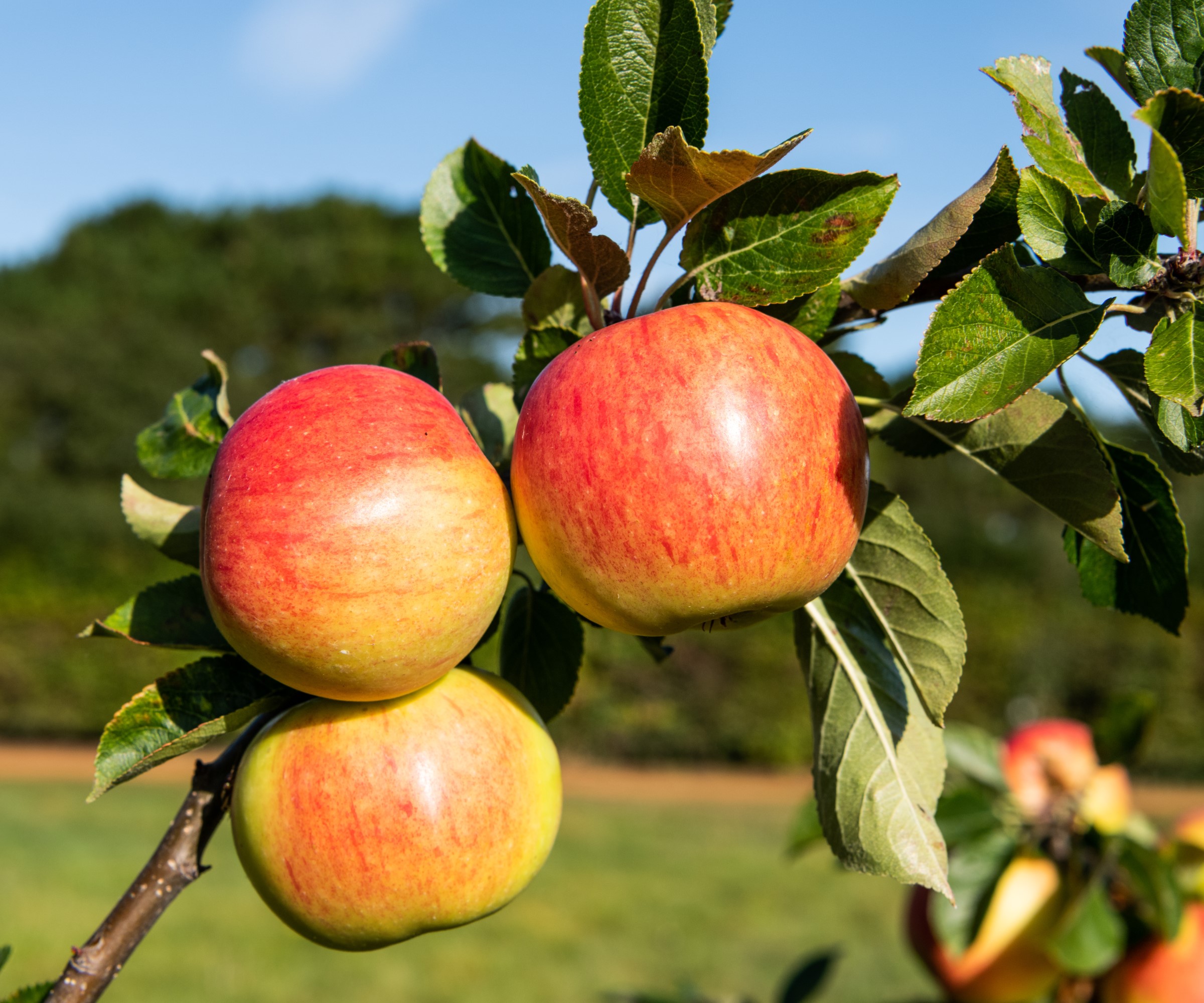 Apple fruit on branches