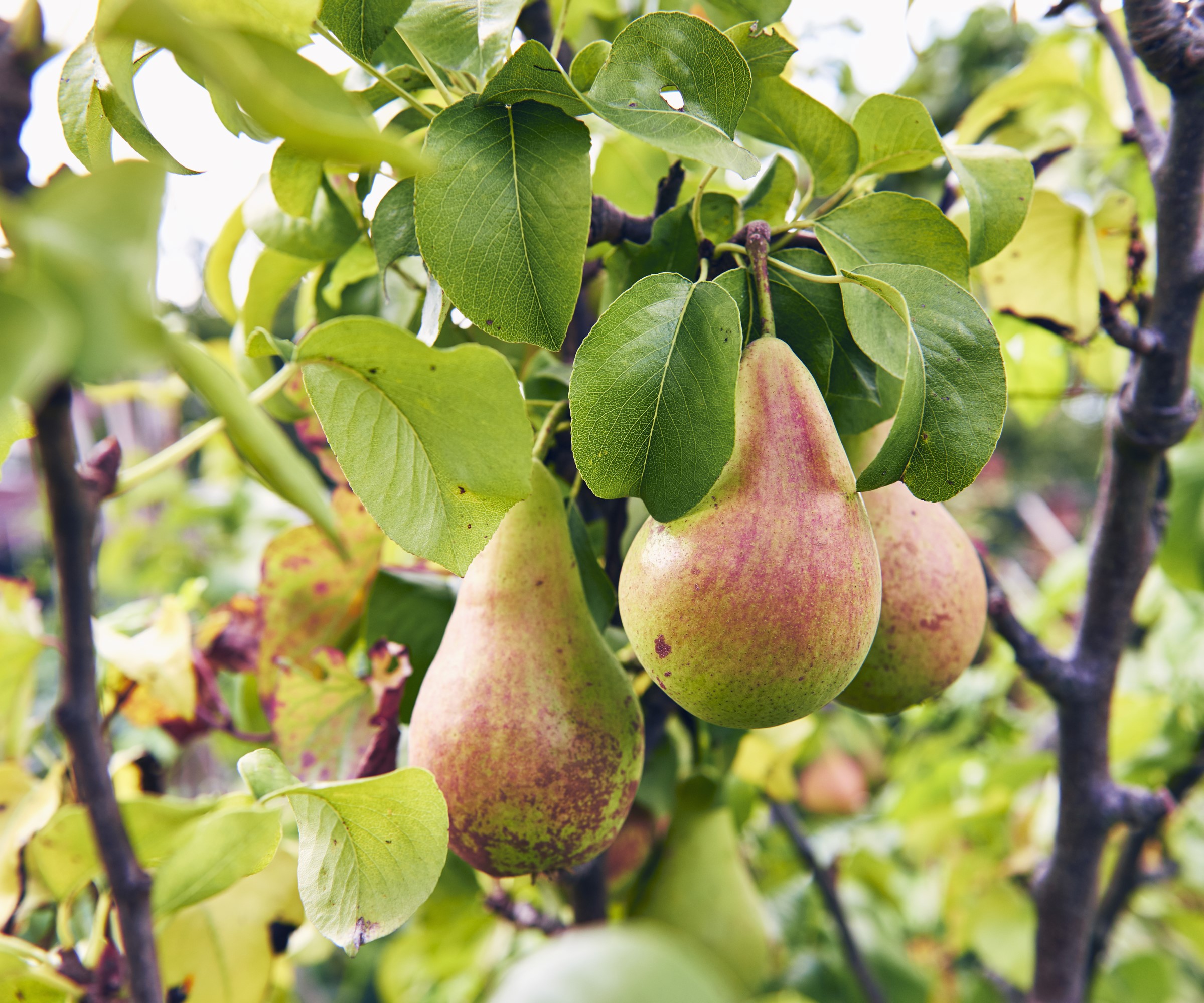 Pears on the tree