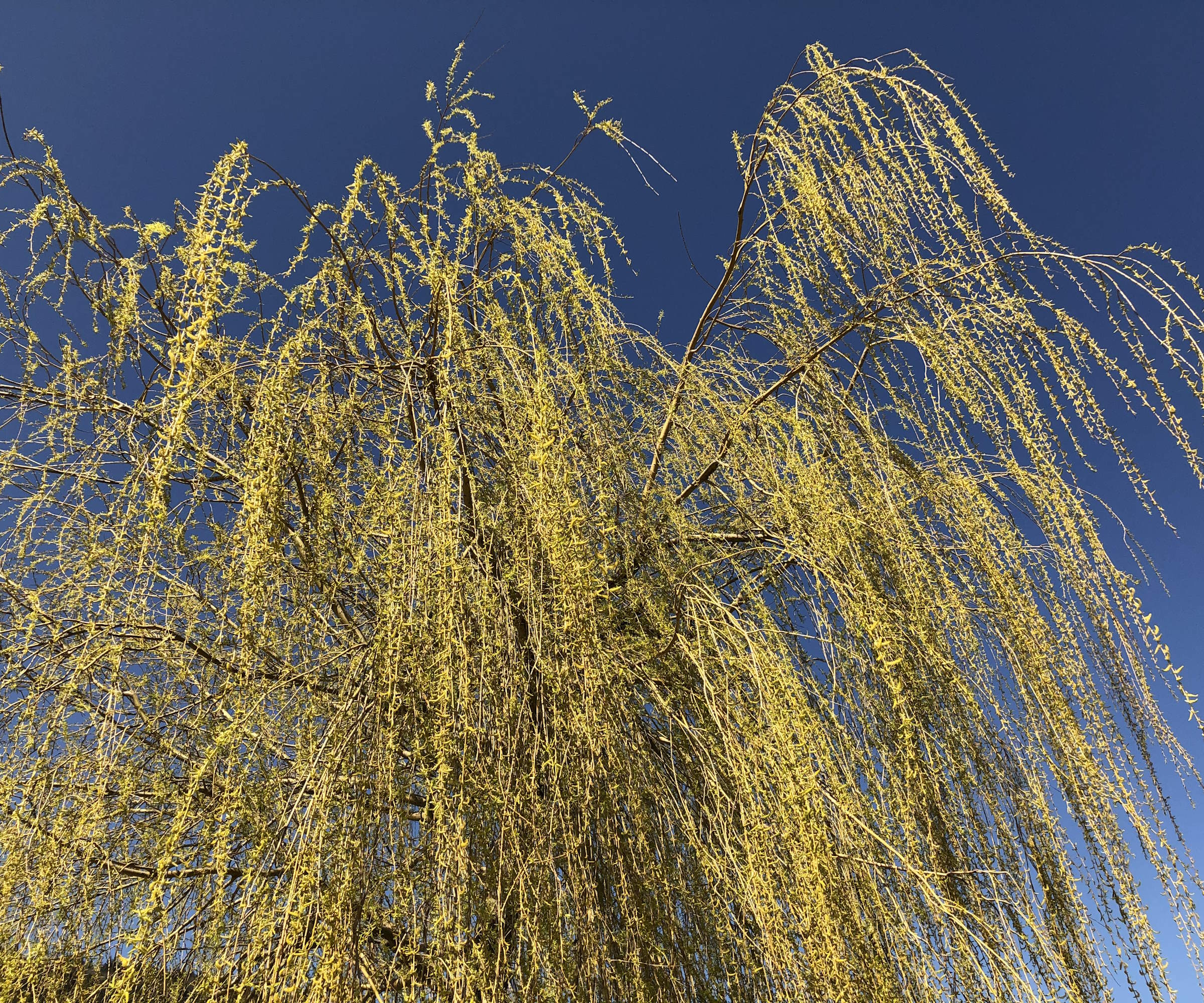 Weeping willow in a garden