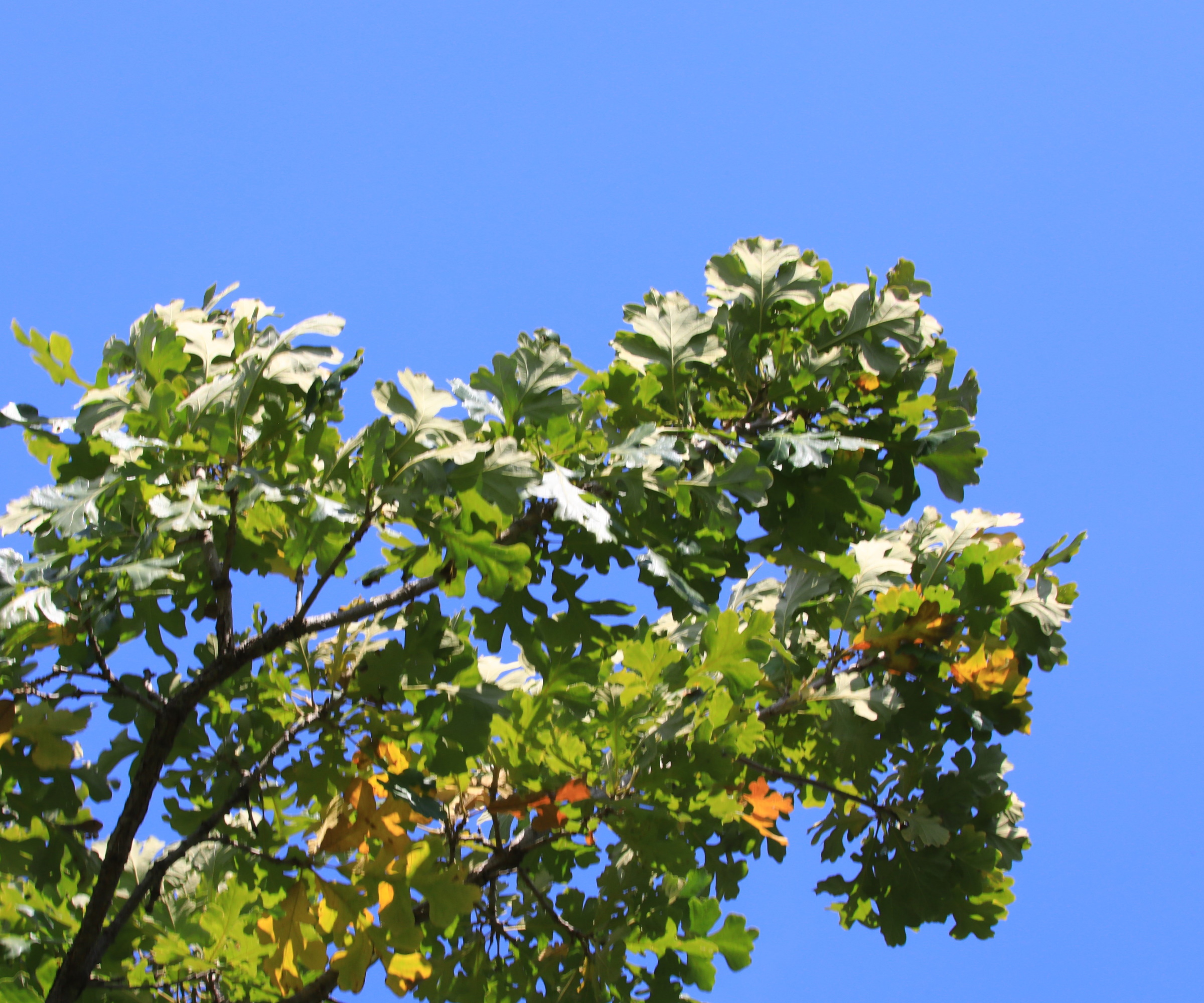Oak tree with green foliage