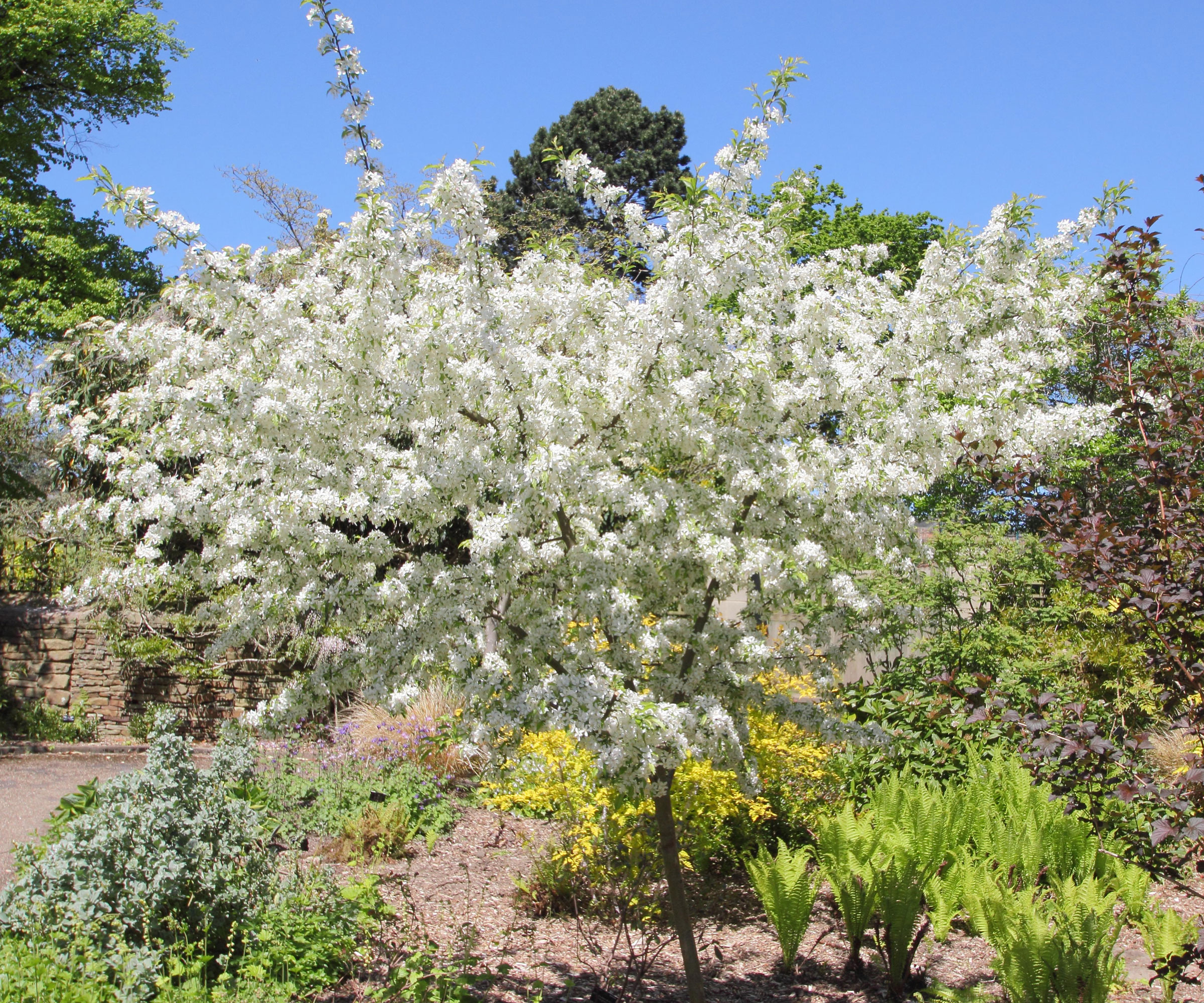 Flowering crabapple tree