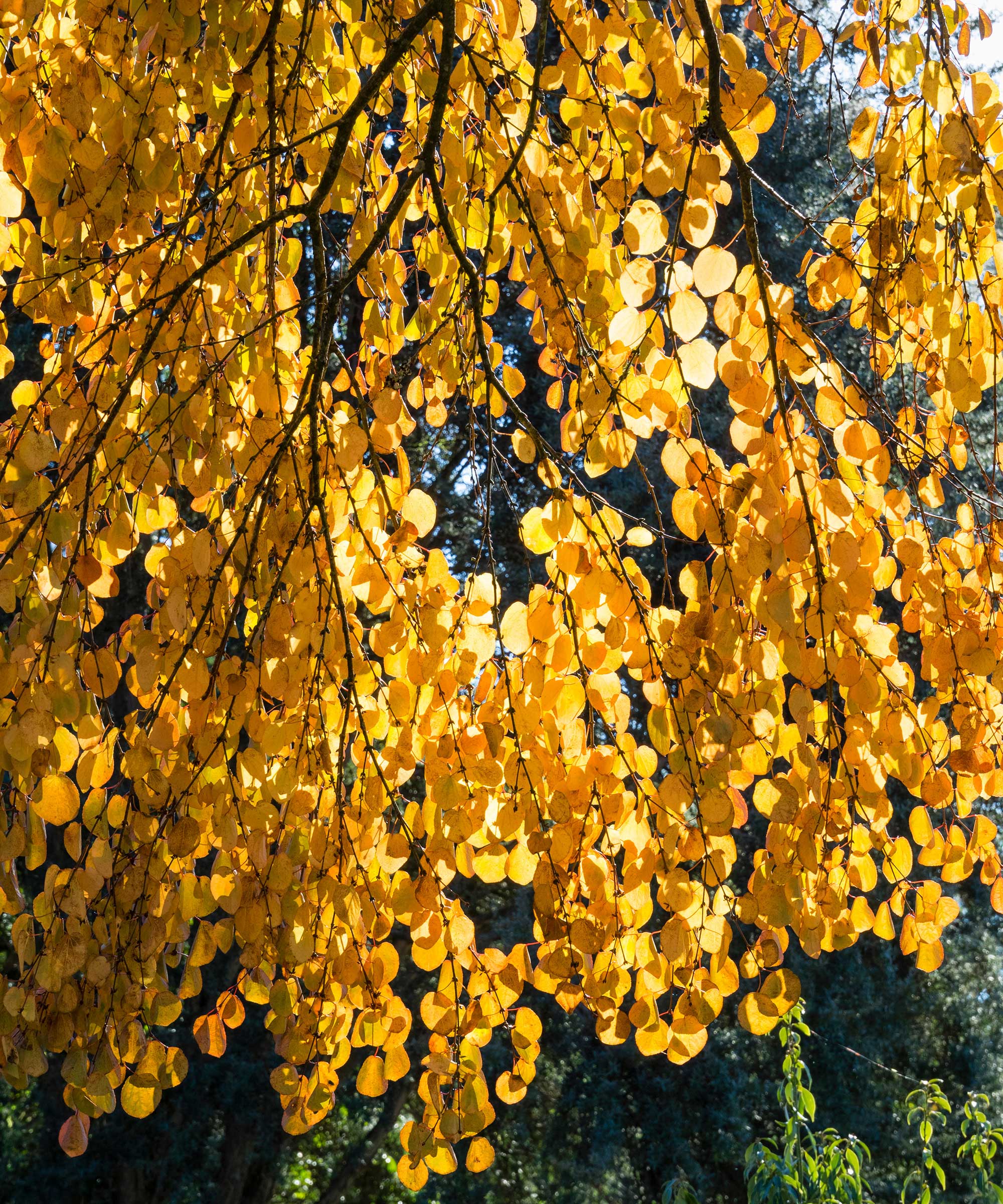 Katsura tree with golden leaves