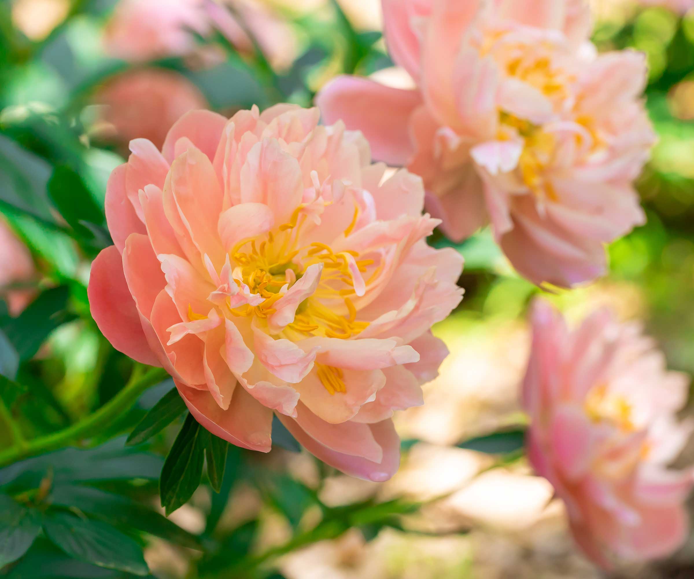 Blush pink peonies