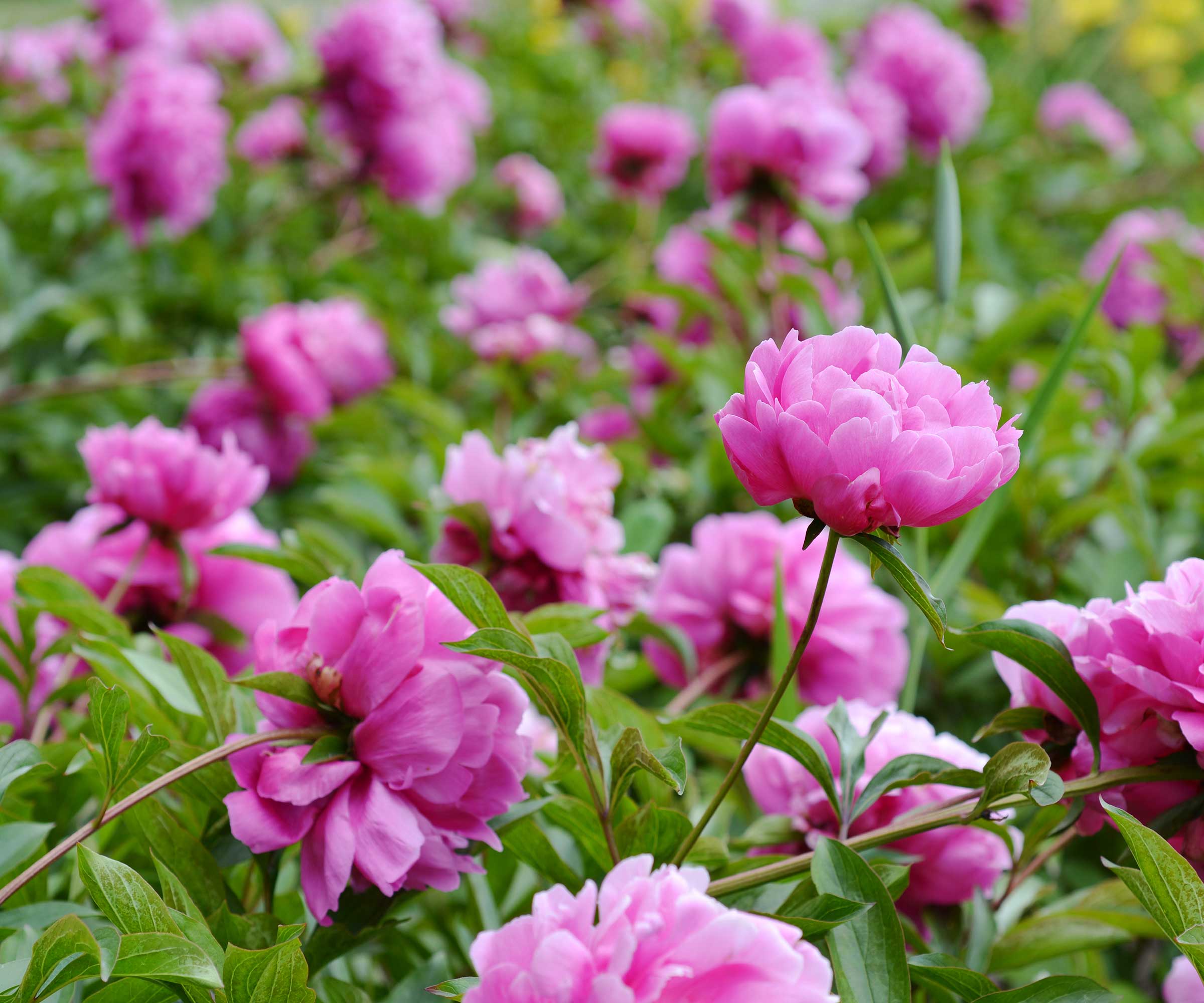 Pink peonies in bloom