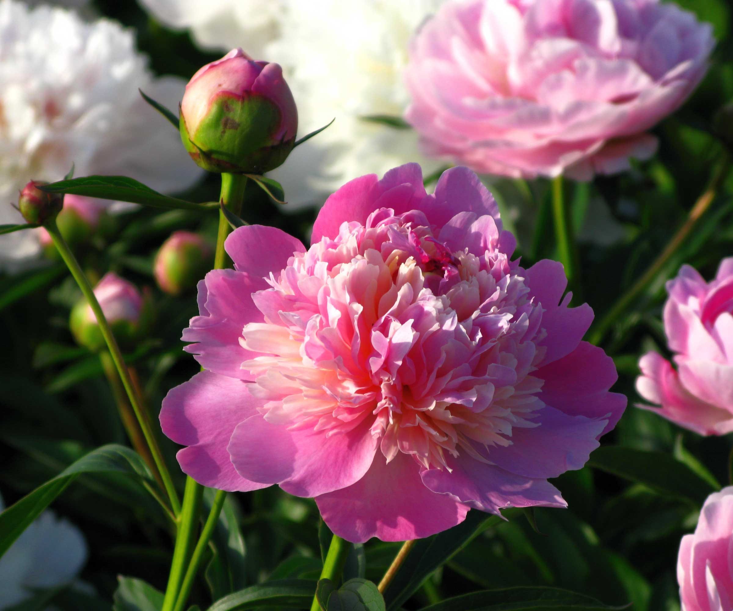 Close-up of pink peony