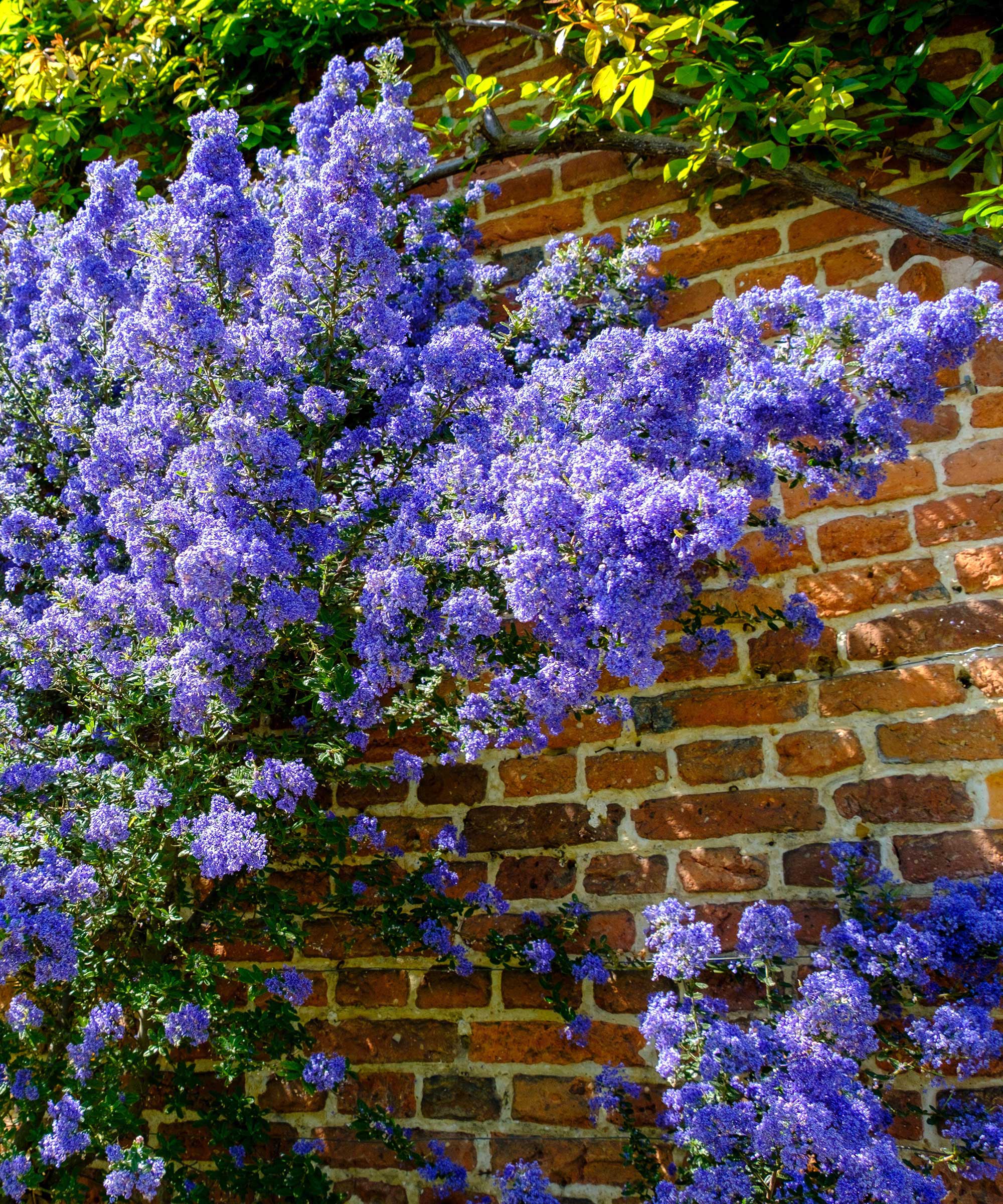 Ceanothus against wall