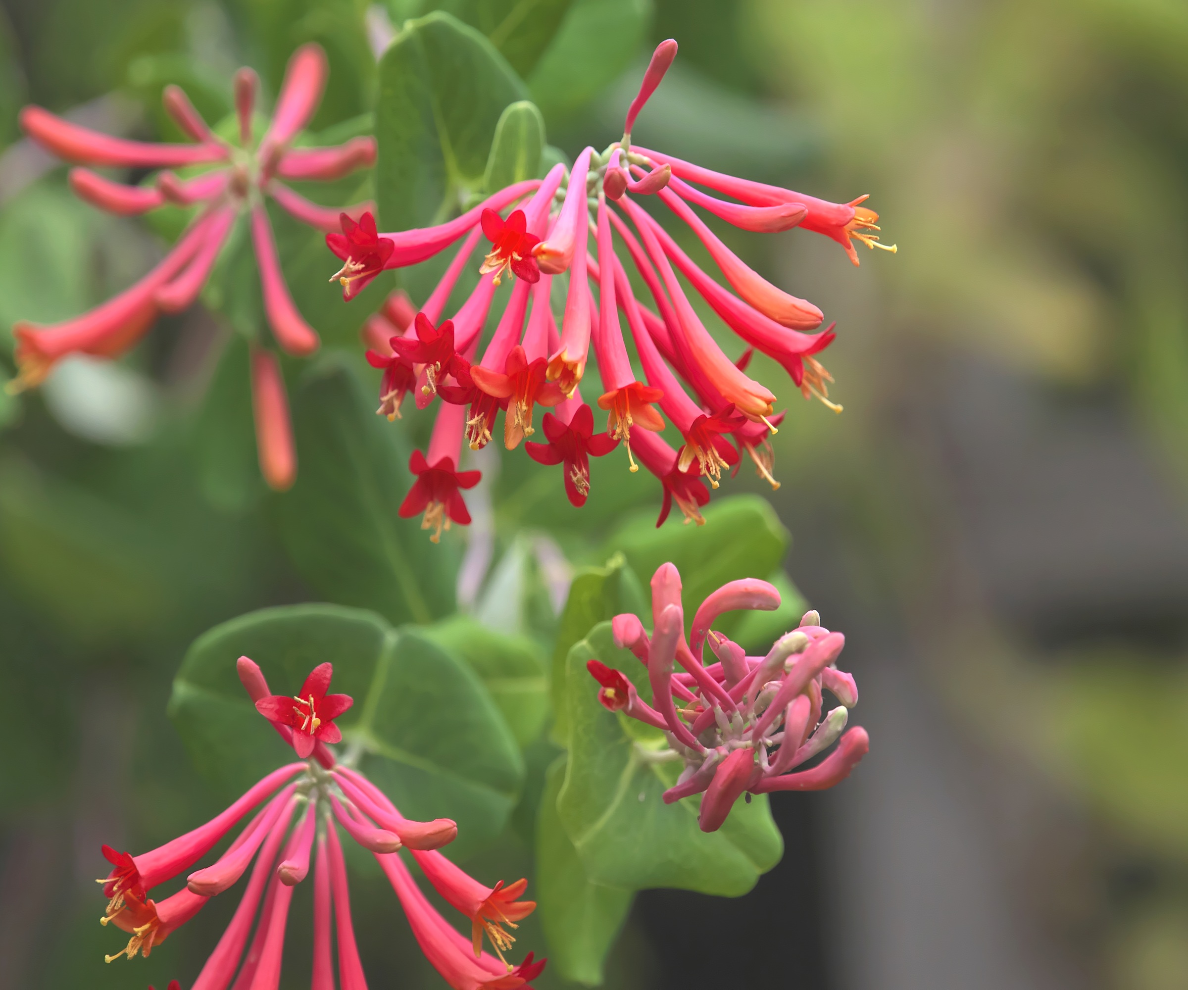 Coral honeysuckle