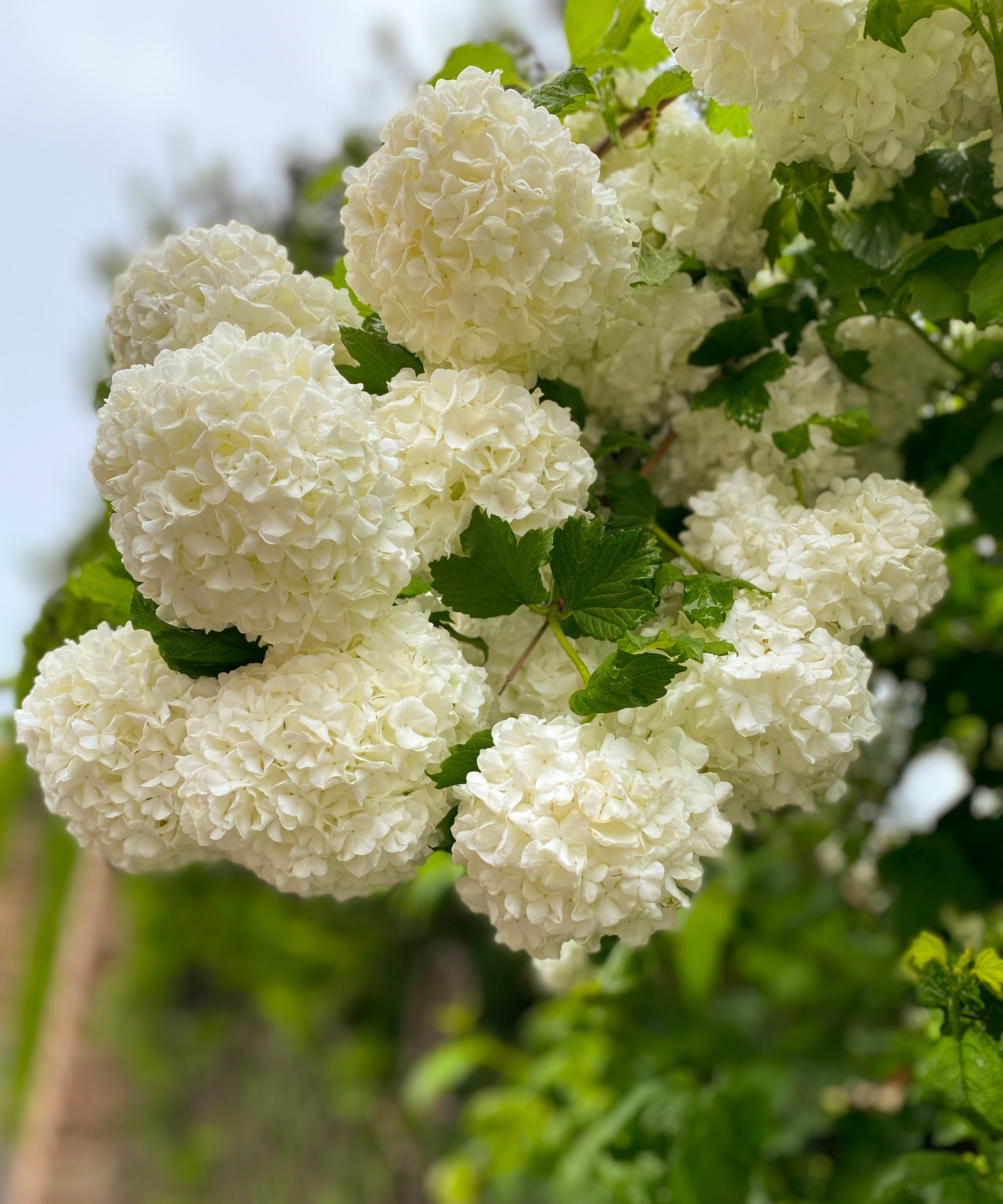 Snowball viburnum flowers