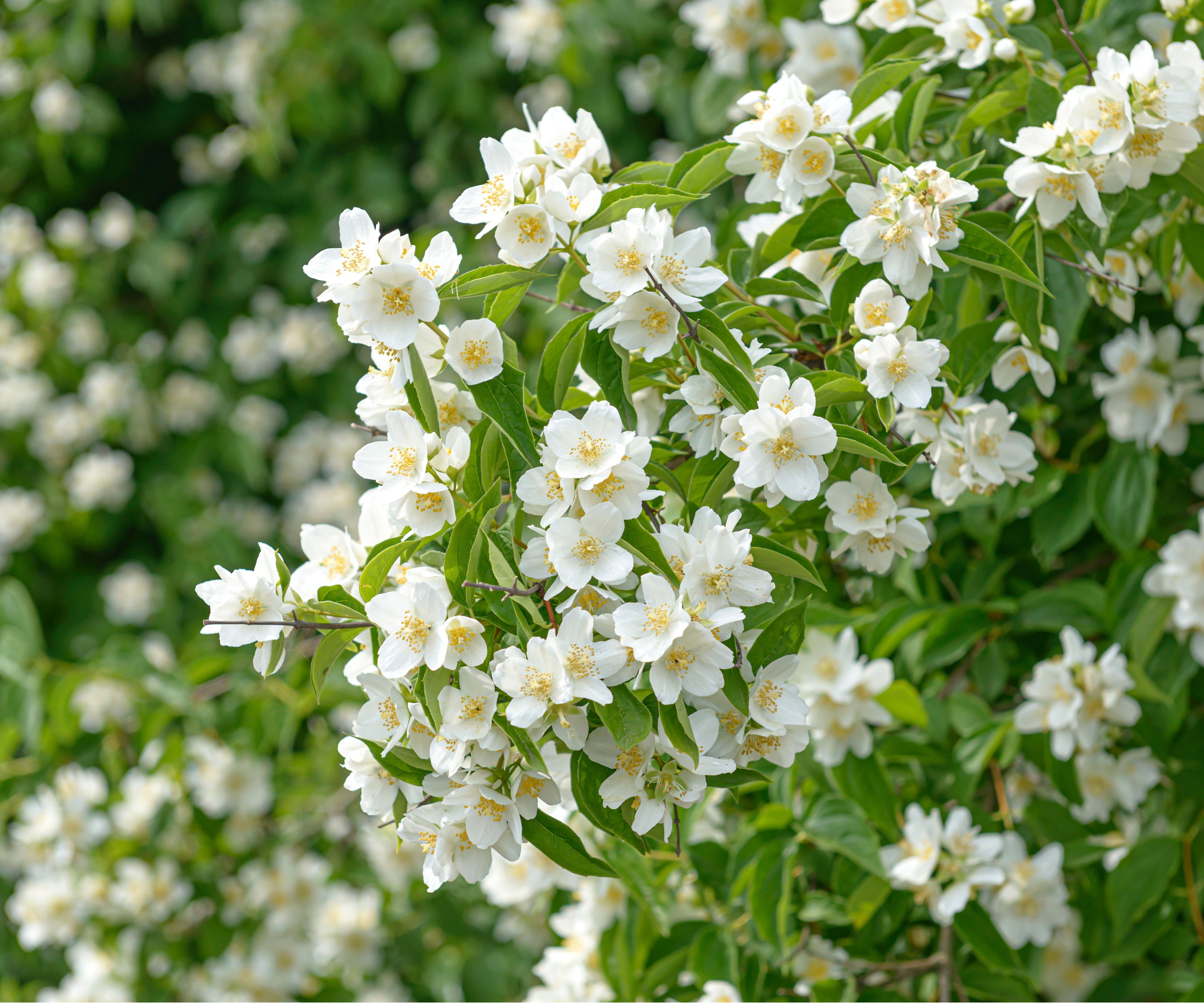 Philadelphus