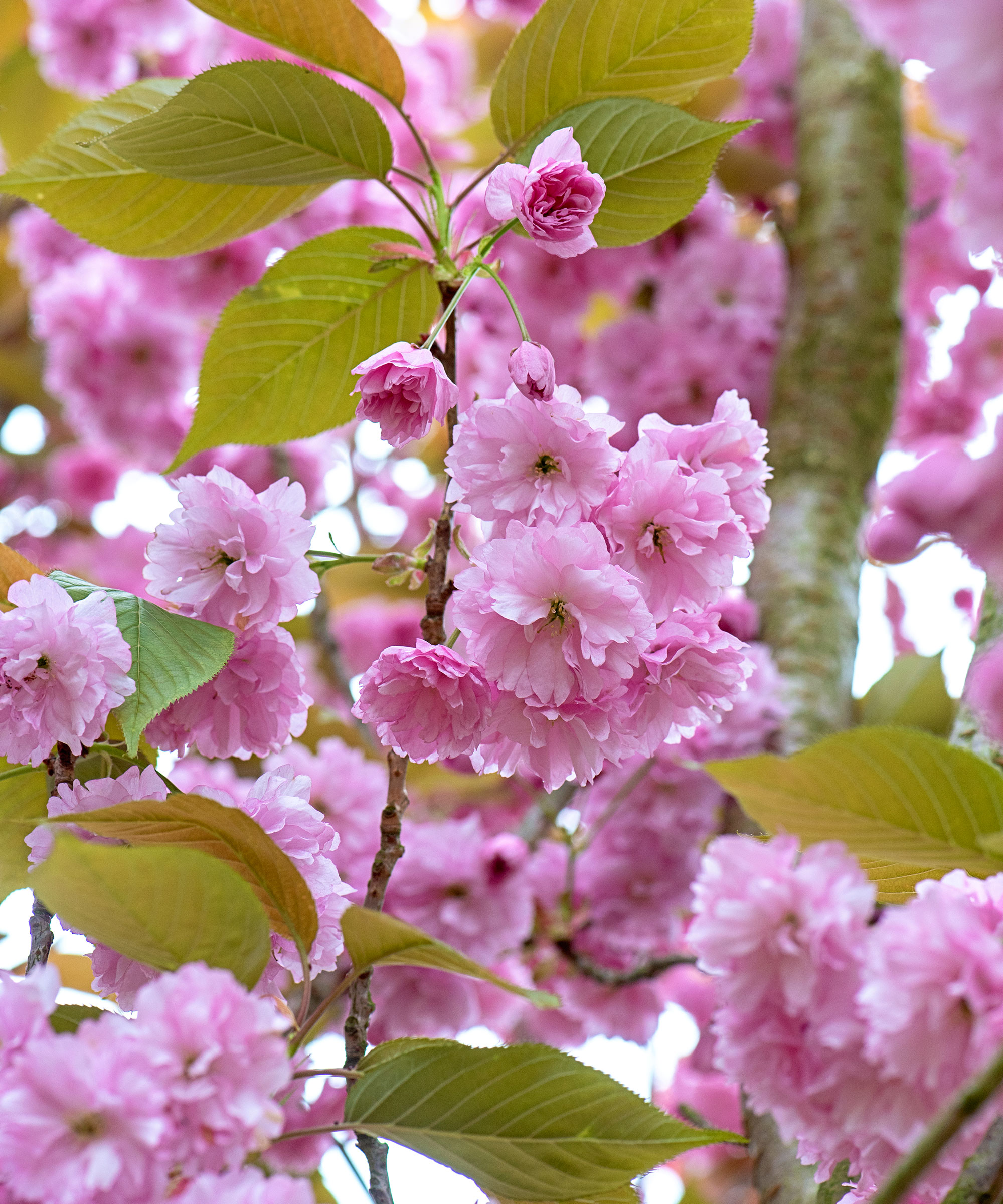 Cherry blossom on Prunus 'Kanzan'