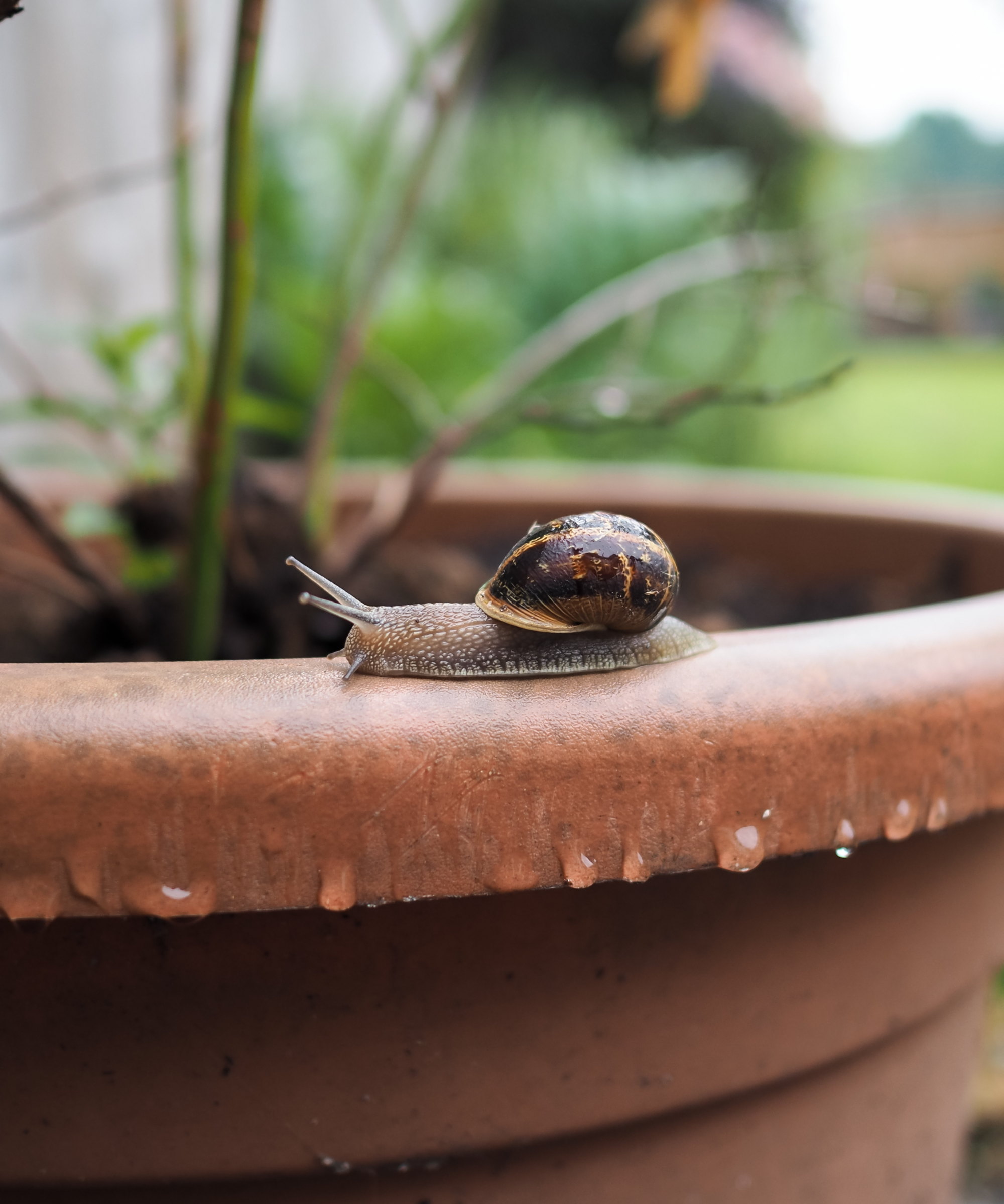 Brown-shelled snail on a garden container edge at dusk