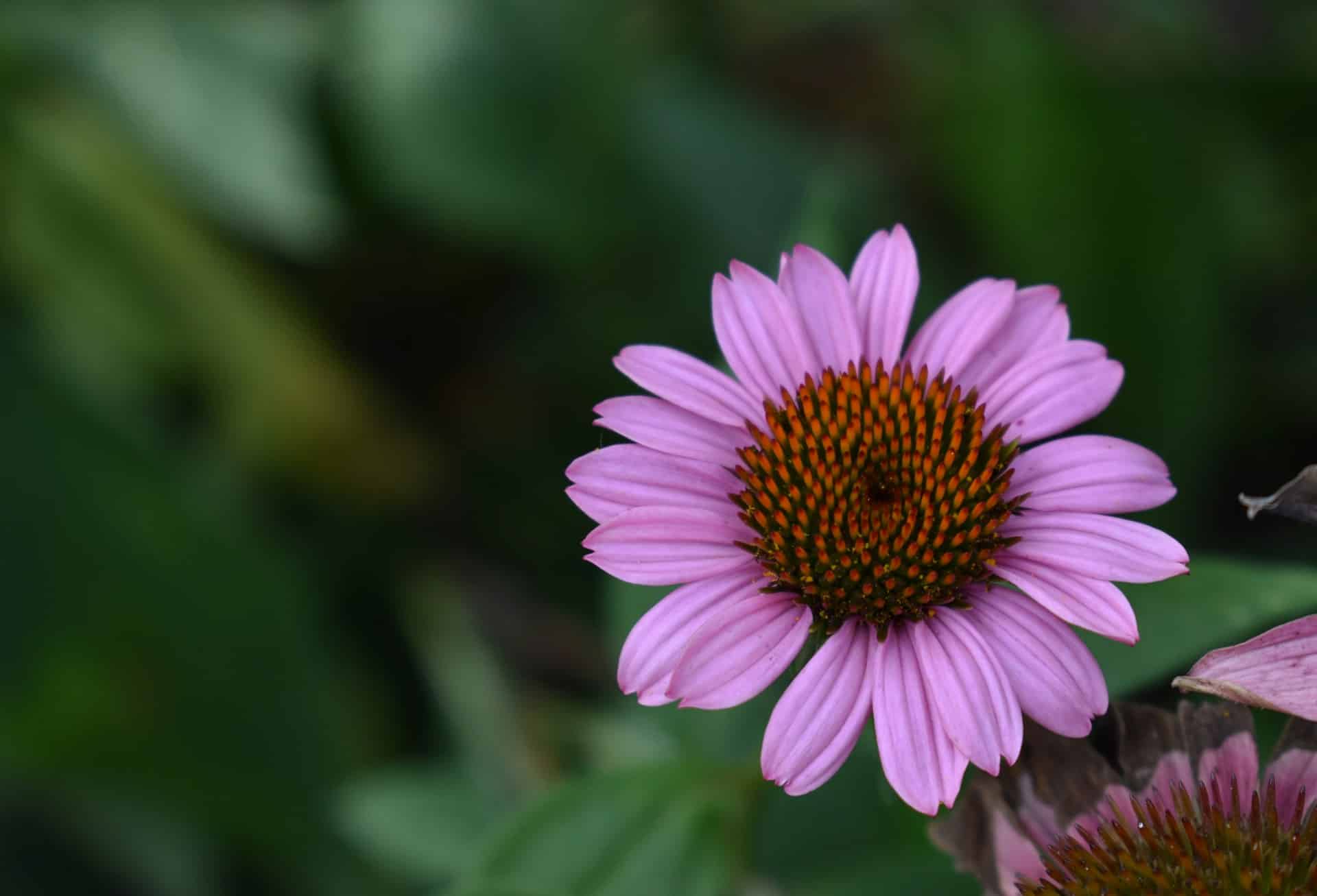 Echinacea purpurea coneflowers