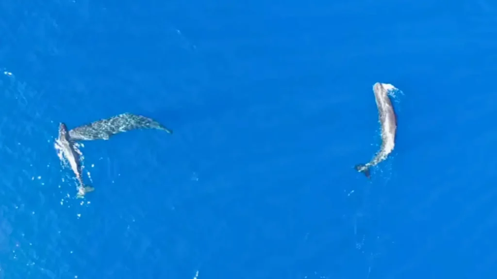 Deux cachalots vus du ciel se percutent dans une eau bleue au large, filmés par un drone scientifique.