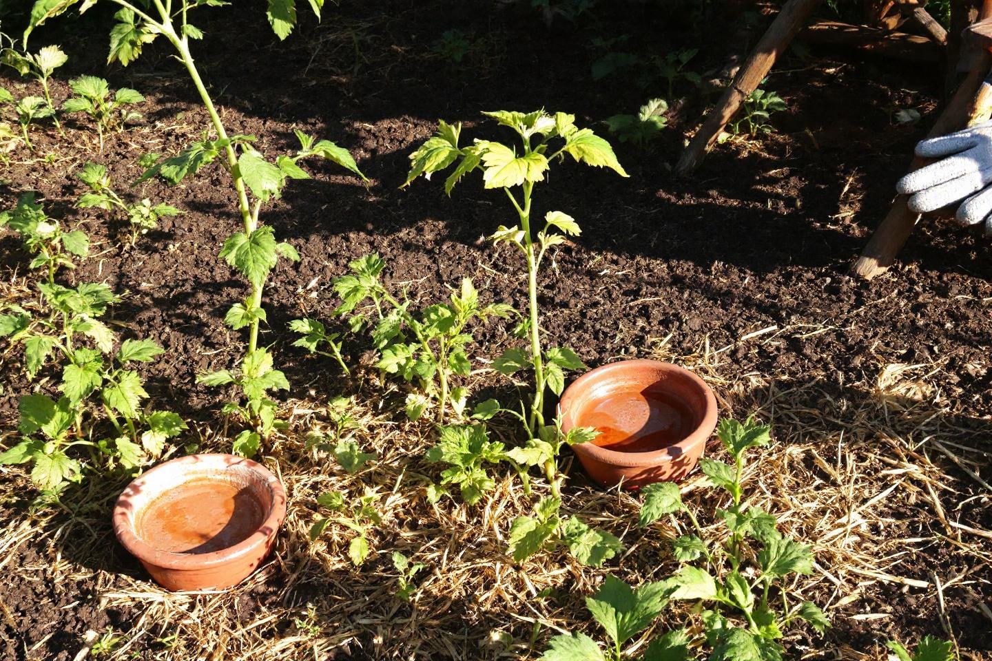 Plan for the unexpected: secure your garden against weather swings