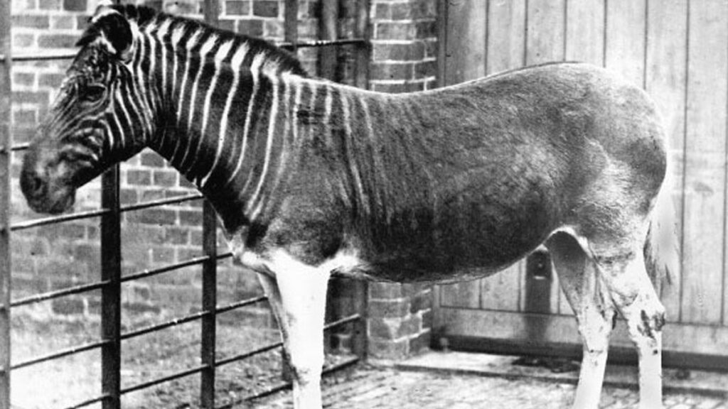 The Quagga: A Unique Equid Hunted to Extinction in the 19th Century ...