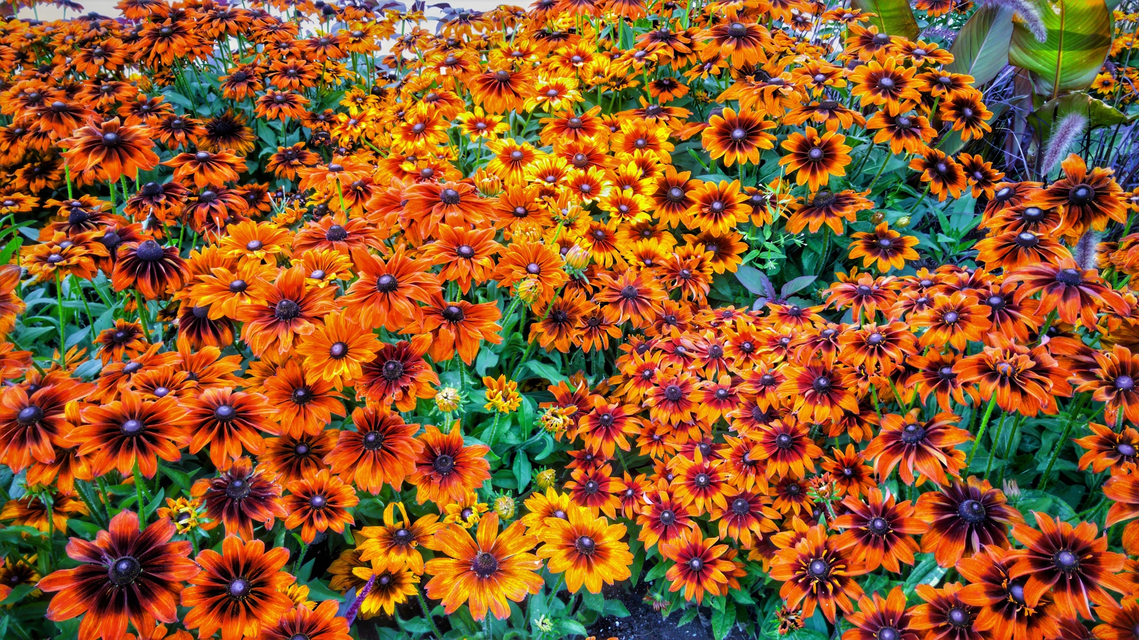 Rudbeckia fulgida in flower