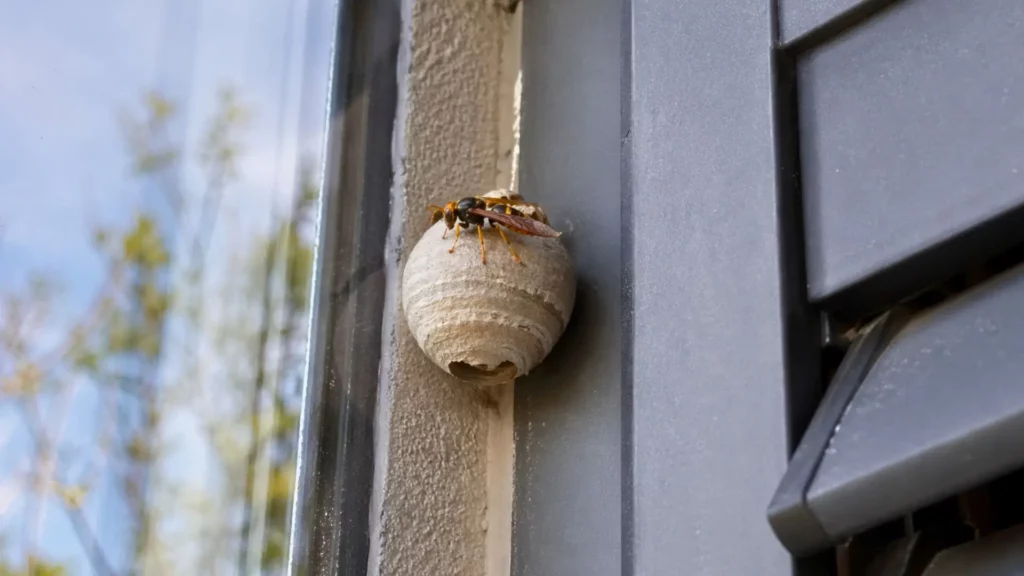 Small Asian hornet nest in the window shutter corner
