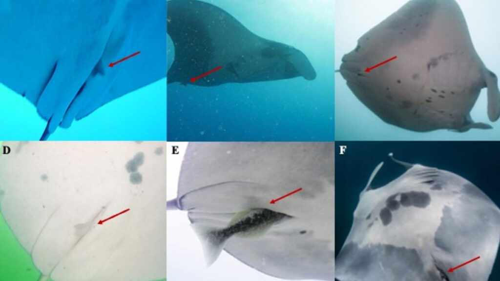 Shock Rai Fish Shocks and Tremors: Hitchhiking Fish Travel on the Backs of Manta Rays ...