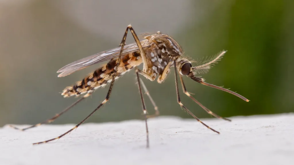 Gros plan réaliste d’un moustique posé sur une surface claire, illustrant un projet de lutte biologique contre les moustiques porteurs de maladies.