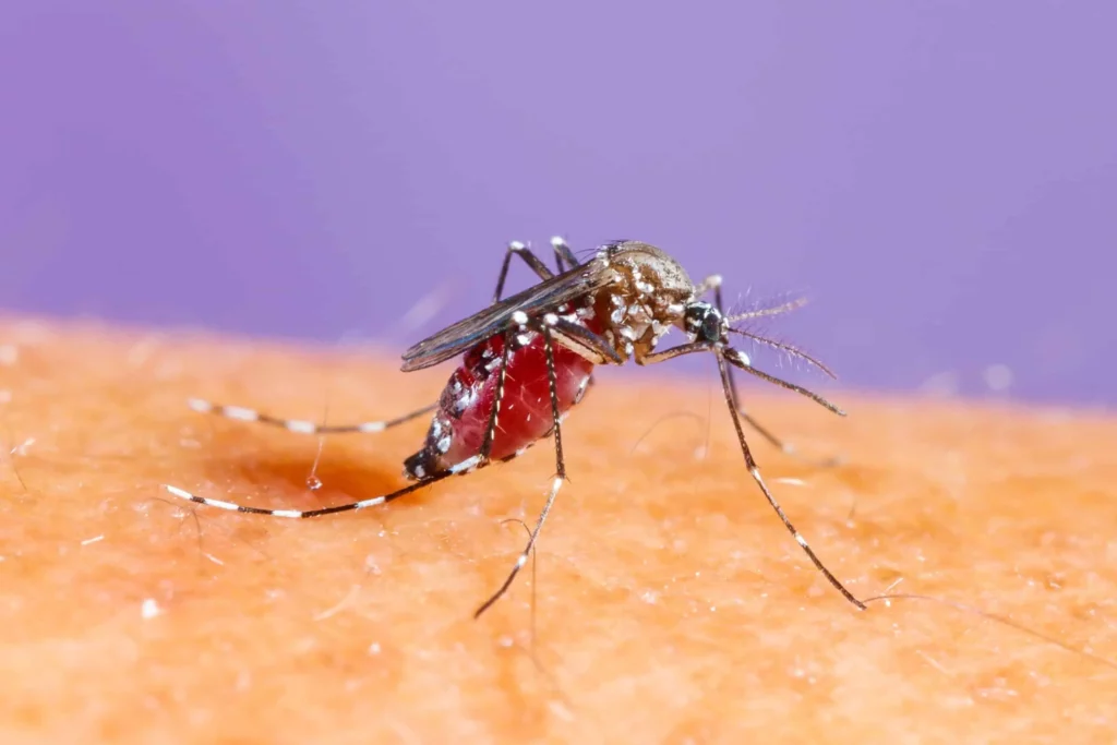 A mosquito feeding on blood